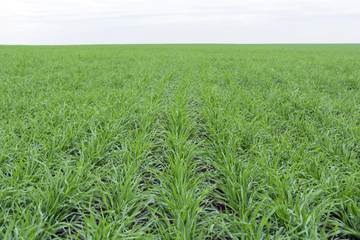 Fototapeta premium field covered with green grass, young wheat grass to the horizon