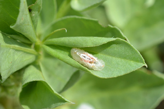 larve de syrphe, mangeuse de pucerons 