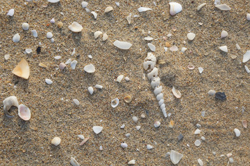 seashell and pearl's shell on sand