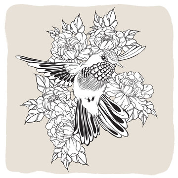 Hand drawn flying humming bird with peony flower. Vector illustration