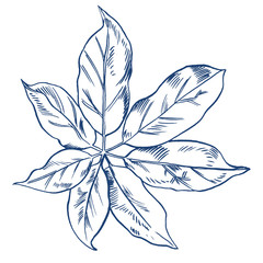 Exotic flowers set. Botanical vector vintage illustration. Design elements.