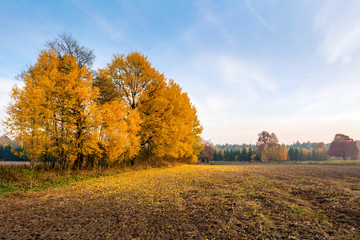 Beautiful rural autumn landscape with birch trees, a lot of fallen yellow leaves on the ground. 
