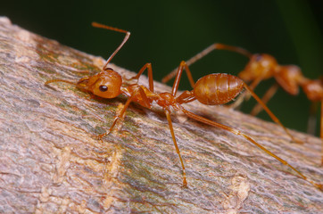 Red ant working on tree