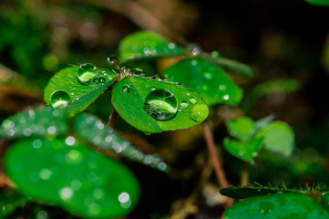Kleeblatt mit Regentropfen