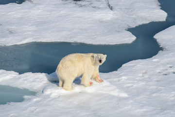 Polar bear on the pack ice north of Spitsbergen © Alexey Seafarer