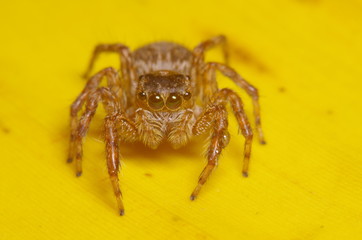 Small jump spider on green leaf