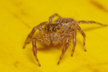 Small jump spider on green leaf