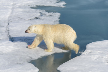 Naklejka na ściany i meble Polar bear on the pack ice north of Spitsbergen