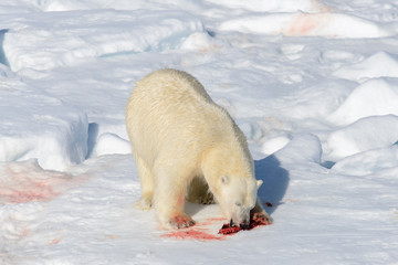 Obraz premium Polar bear on the pack ice north of Spitsbergen