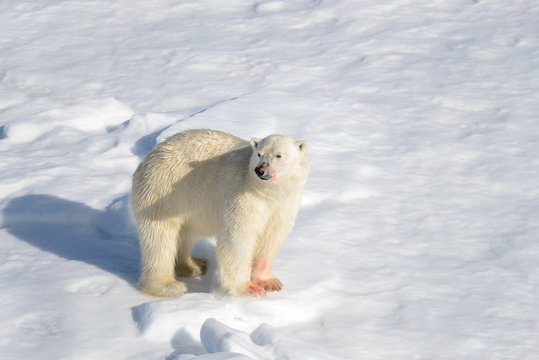 Polar bear on the pack ice north of Spitsbergen