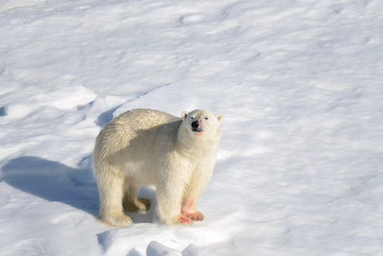 Polar bear on the pack ice north of Spitsbergen