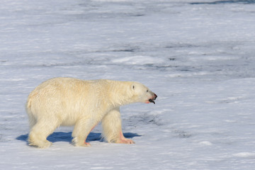 Polar bear on the pack ice north of Spitsbergen