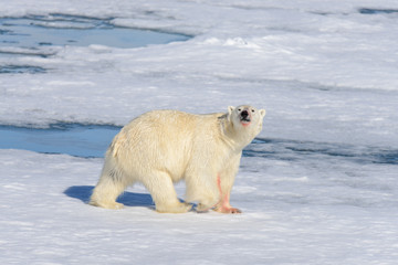 Polar bear on the pack ice north of Spitsbergen © Alexey Seafarer