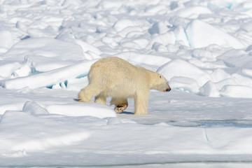 Polar bear on the pack ice north of Spitsbergen © Alexey Seafarer