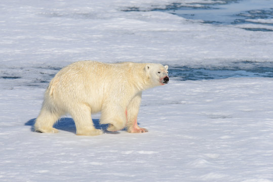 Polar bear on the pack ice north of Spitsbergen