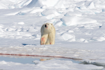 Polar bear on the pack ice north of Spitsbergen © Alexey Seafarer