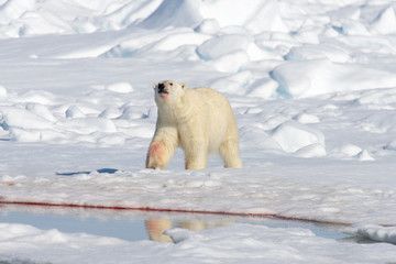 Polar bear on the pack ice north of Spitsbergen © Alexey Seafarer