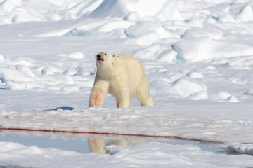 Polar bear on the pack ice north of Spitsbergen © Alexey Seafarer