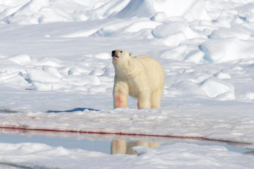 Polar bear on the pack ice north of Spitsbergen © Alexey Seafarer