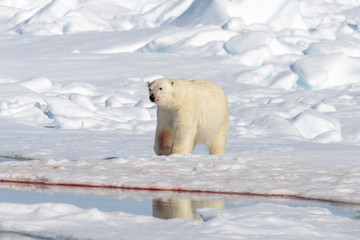 Polar bear on the pack ice north of Spitsbergen