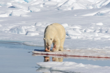 Polar bear on the pack ice north of Spitsbergen © Alexey Seafarer