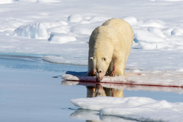 Polar bear on the pack ice north of Spitsbergen