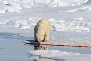 Polar bear on the pack ice north of Spitsbergen © Alexey Seafarer