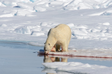 Polar bear on the pack ice north of Spitsbergen © Alexey Seafarer
