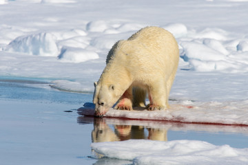 Polar bear on the pack ice north of Spitsbergen © Alexey Seafarer