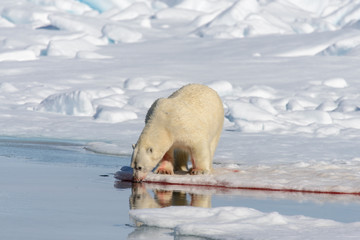 Polar bear on the pack ice north of Spitsbergen © Alexey Seafarer