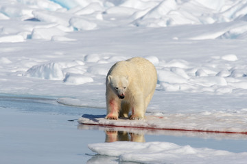Polar bear on the pack ice north of Spitsbergen © Alexey Seafarer