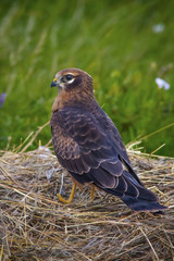 handsome young hawk