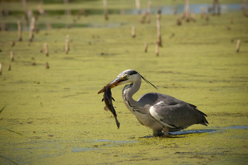 Heron in swamp