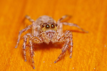 Small jump spider on green leaf
