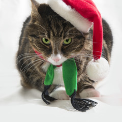 Cat in christmas hat.