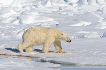 Polar bear on the pack ice north of Spitsbergen