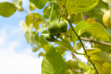 Zitrone und Limette mit Wassertropfen