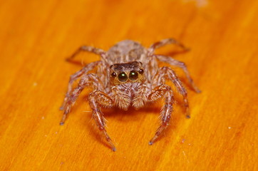 Small jump spider on green leaf