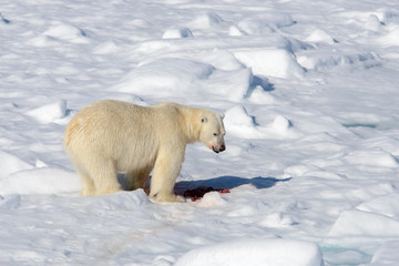 Plakat Polar bear on the pack ice north of Spitsbergen