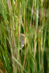 Chameleon baby