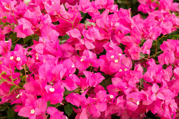 Fototapeta premium Bougainvilleas with small white flowers
