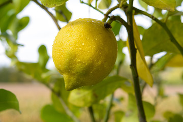 Zitrone Limette mit Wassertropfen