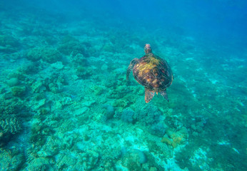 Snorkeling with turtle in lagoon.