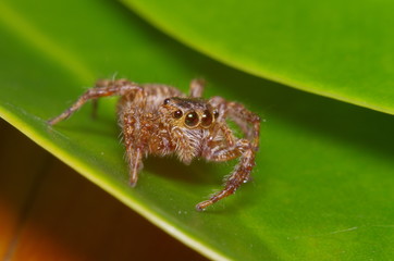 Small jump spider on green leaf