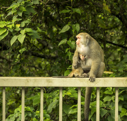 Monkeys sitting on fence
