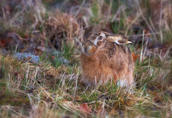 European hare, Lepus europaeus