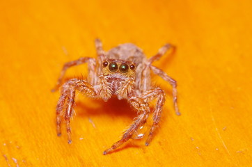 Small jump spider on green leaf