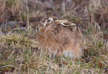 Wild Hare sitting in woods