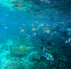Naklejka na ściany i meble Underwater landscape with colorful coral fishes.