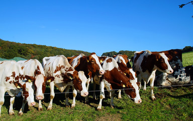 Fototapeta na wymiar Hübsche bunte Kühe warten auf Futter